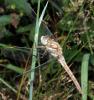 Orthetrum brunneum